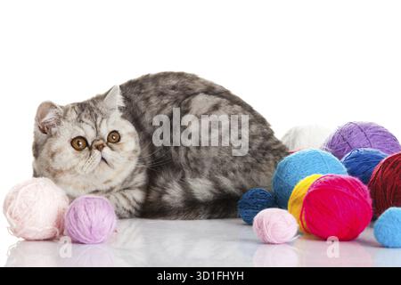 Gatto esotico shorthair. Gatto con sfere di filettature Foto Stock