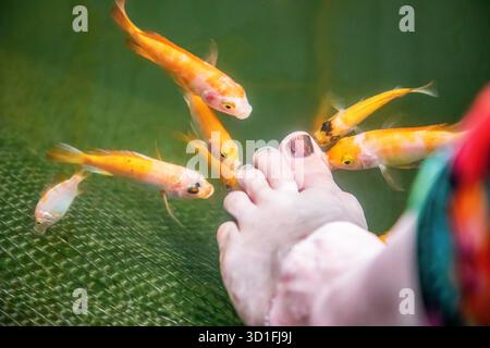 Un sacco di pesci Kangal di arancia nibble sulla pelle morta e cheratinizzata sul piede di una donna. Pedicure naturale nello Sri Lanka. Allevamento di attrazioni dello Sri Lanka con medici di pesce. Trattamento Garra Rufa Foto Stock