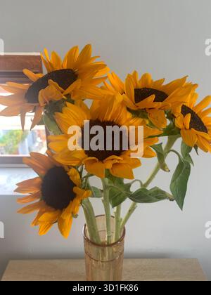 Girasoli in vaso di vetro su tavola di legno Foto Stock