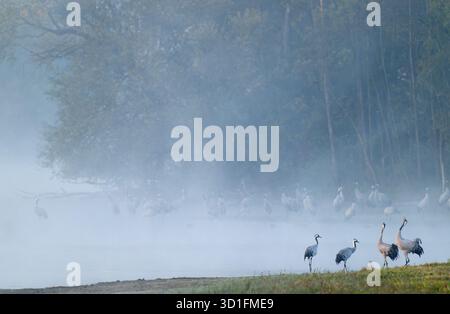 Gru (Grus grus), gru si trovano su un prato bagnato e nelle acque poco profonde di un lago, due gru chiamano, foresta nella parte posteriore, nebbia mattutina, nuvole di nebbia, L. Foto Stock