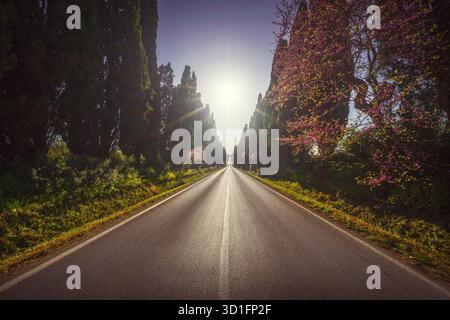 Bolgheri famosi cipressi alberi dritto viale paesaggio al tramonto. Maremma, Toscana, Italia, Europa. Foto Stock