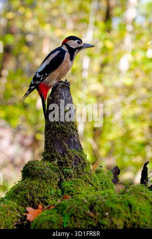 Un grande picchio maculato si ferma su un tronco caduto di muschio, con i suoi audaci segni che brillano attraverso la luce soffusa della foresta. Foto Stock