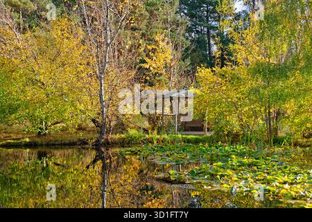 Piccola casa estiva e sedia accanto a un laghetto di giglio circondato da alberi in autunno Foto Stock