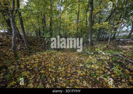 Lo stretto sentiero conduce attraverso una splendida foresta, circondata da alberi con foglie autunnali colorate. Il terreno è coperto da foglie gialle e marroni. Foto Stock