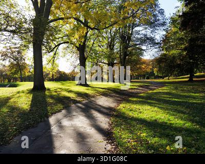 Alberi autunnali retroilluminati a Lister Park, Bradford, West Yorkshire, Inghilterra Foto Stock