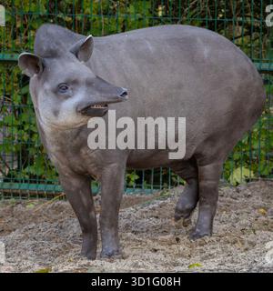 Tapir sudamericano, chiamato anche tapir brasiliano, tapir amazzonico, tapir maned, tapir Lowland. Vista ravvicinata del tapir Foto Stock