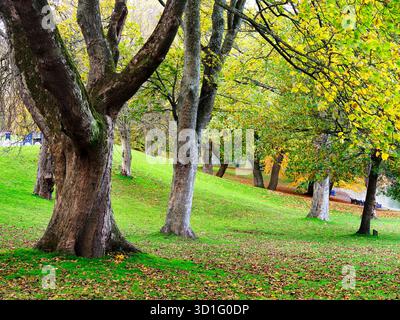 Alberi autunnali a Lister Park Bradford West Yorkshire Inghilterra Foto Stock