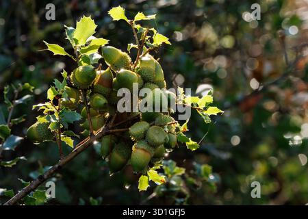Ghiande di quercia di Kermes (Quercus coccifera), tesoro della macchia mediterranea, Alcoy, Spagna Foto Stock