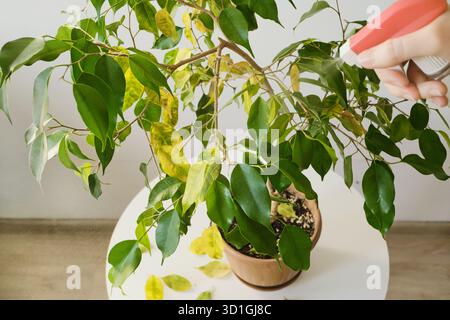 Innaffiare a mano alberi di ficus da interno su un tavolo bianco con flacone spray. Concetto di pianta domestica malata Foto Stock