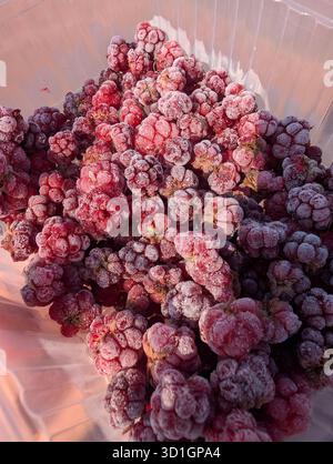 Le bacche gelate appena raccolte sono esposte in un contenitore, perfetto per un'ampia varietà di usi culinari Foto Stock