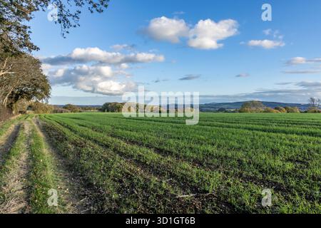 Una vista sui terreni agricoli nel Sussex, con un sentiero che corre lungo un campo di colture Foto Stock
