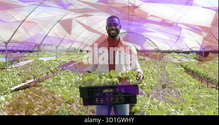 Agricoltore nero sorridente che tiene una cassa nera di lattuga in serra, con file a conca e telai metallici Foto Stock