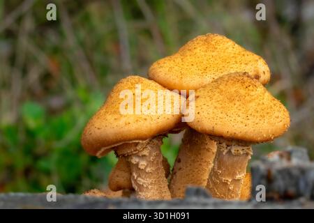Ammasso di funghi al miele, Armillaria ostoyae, con un bel cappello marrone e scaglie scure. La foto è scattata nel Kaapse Bossen a Utrechtse Heuvelrug Foto Stock