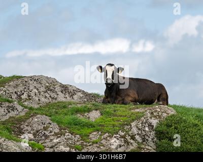 Una mucca bianca e nera con cartelli gialli gialli giace su una collina rocciosa e erbosa a West Cork. Il cielo coperto riempie lo sfondo. La mucca affronta la guerra Foto Stock
