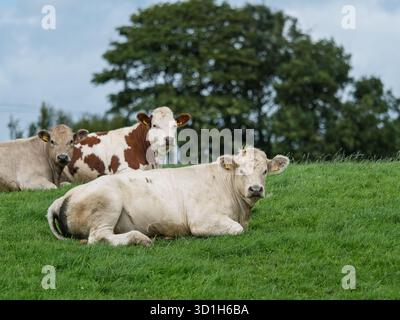 Tre mucche riposano pacificamente su una collina erbosa a West Cork. Si godono i verdi campi dell'Irlanda e la calma di una giornata estiva. Foto Stock