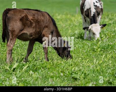 Due giovani mucche mangiano erba in un campo. Uno è marrone e nero e l'altro è bianco e nero. Si trovano in un pascolo di West Cork, Irlanda. Foto Stock