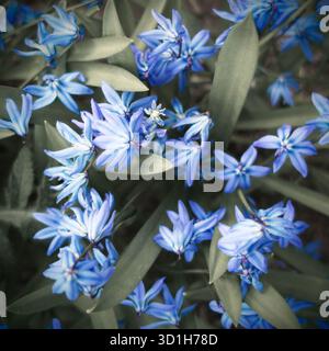 Gocce di neve blu fiori in foglie verdi primo piano Foto Stock