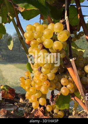 Grappolo di uva bianca appeso su una vite Foto Stock