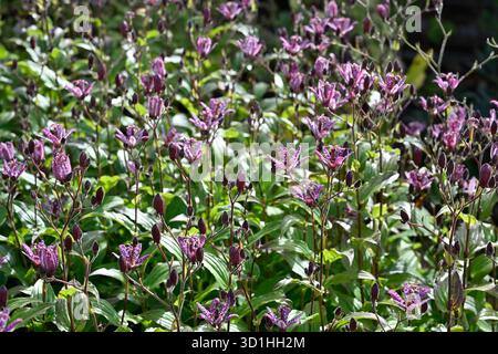I fiori autunnali di Toad Lily Tricyrtis formosana "Dark Beauty" nel giardino britannico di settembre Foto Stock