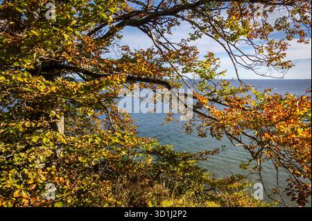 Rügen: Herbst auf der Insel. - Blick auf das herbstlich gefärbte Laub der Buchen oberhalb der Kreidefelsen an der Steilküste nördlich von Sassnitz auf Foto Stock