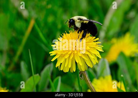 A Common Eastern Bumble Bee, "Bombus impatiens", foraging for nectar in the spring season on Prince Edward Island in Eastern Canada. Foto Stock