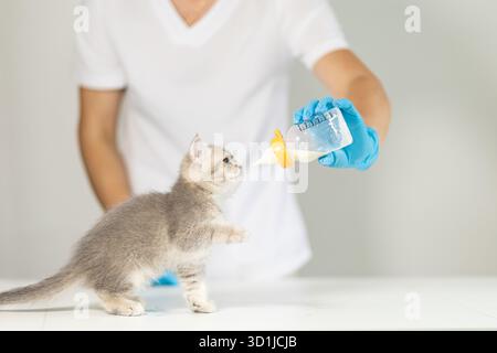 Un operatore sanitario con i guanti sta nutrendo un gattino grigio con un biberon. Il gattino sta sulle zampe posteriori, raggiungendo con impazienza il latte. L'impostazione è corretta. Foto Stock