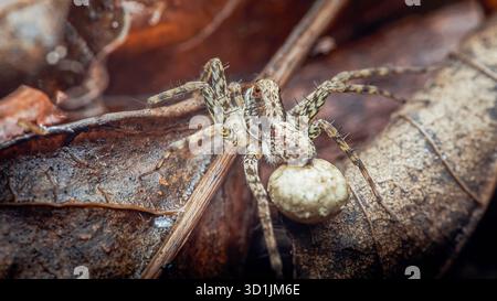 Ragno lupo, un licosidae aracnide, che si muove con cautela attraverso la lettiera sul fondo della foresta, trasportando diligentemente un grande sacco di uova bianche attaccato ad esso Foto Stock