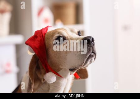 Carino cane beagle nel cappello di Babbo Natale a casa Foto Stock