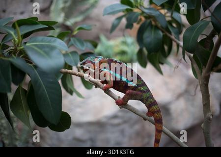 Colorato camaleonte Panther arroccato su un ramo d'albero Foto Stock
