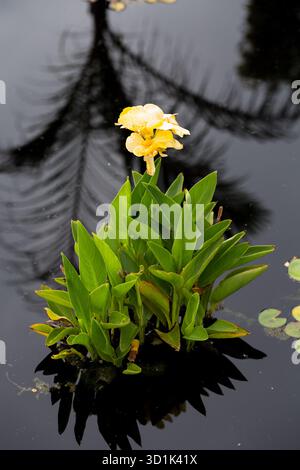 Fiore acquatico giallo con riflesso della fronte di palma sull'acqua scura Foto Stock