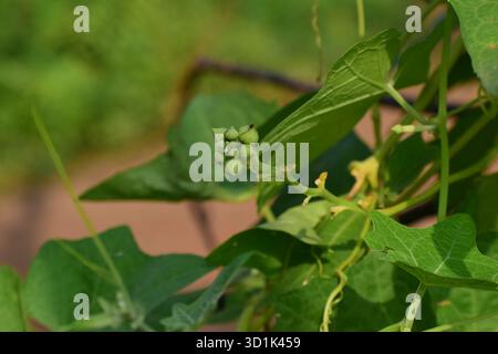 Maschio Dishrag Gourd Flower - Fiore giallo brillante della pianta di zucca di spugna Foto Stock