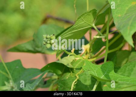 Maschio Dishrag Gourd Flower - Fiore giallo brillante della pianta di zucca di spugna Foto Stock