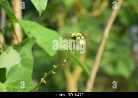 Maschio Dishrag Gourd Flower - Fiore giallo brillante della pianta di zucca di spugna Foto Stock