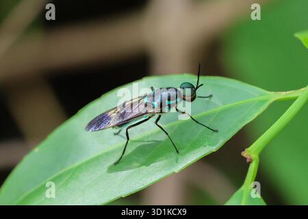 I soldato da vicino volano su foglie verdi. Splendida texture a occhio di insetto. La splendida bellezza della natura Foto Stock