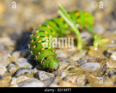 Colorato bruco verde di un piccolo imperatore Moth che strizza per terra in una giornata di sole Austria Goldegg Austria Foto Stock