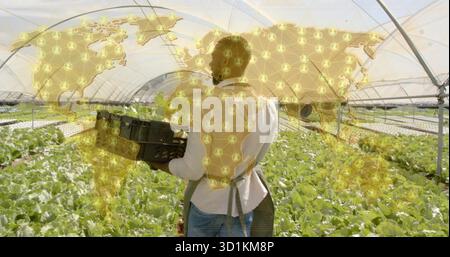 Ispezione della lattuga agricoltore nero che tiene una cassa di plastica nel tunnel della serra con una mappa della rete dorata Foto Stock