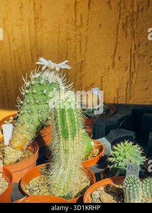 21 settembre 2025, Astana, Repubblica del Kazakistan: Cactus in vasi esposti in un giardino botanico. Foto Stock