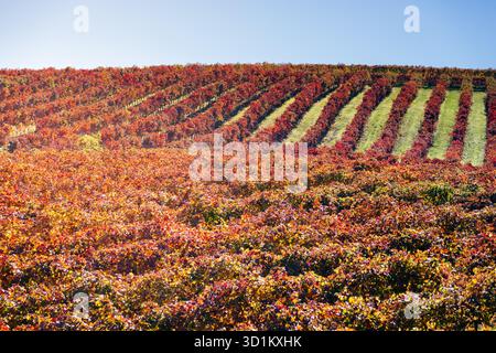 Vigneto in autunno con foglie rosse e gialle sotto un cielo azzurro Foto Stock