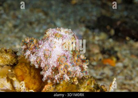 Il polpo tropicale dagli anelli blu, Hapalochlaena lunulata, noto anche come il più grande polpo dagli anelli blu, è una delle quattro specie estremamente velenose Foto Stock