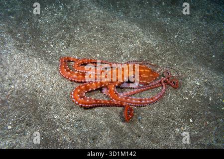 Il polpo ornato o notturno, Callistoctopus ornatus, emerge solo dopo il tramonto, tormentando il bordo della barriera corallina dove il corallo lascia il posto alla sabbia. Fotografato ad ha Foto Stock