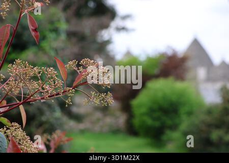 Un primo piano di un ramo rossastro coperto da ammassi di piccoli boccioli di fiori e foglie allungate, rifinito con dettagli nitidi. Lo sfondo è leggermente sfocato Foto Stock