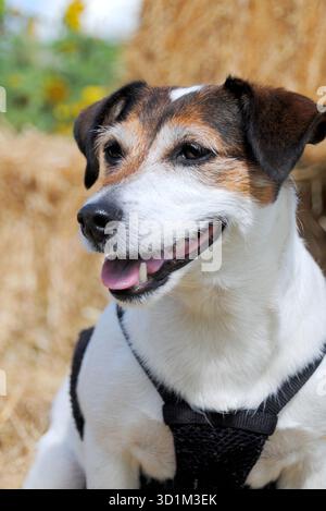 Jack Russell Terrier ritratto di testa e spalle all'aperto Foto Stock