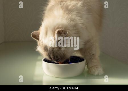 Gatto soffice che mangia da una ciotola bianca. Foto di alta qualità Foto Stock