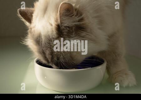 Gatto soffice che mangia da una ciotola bianca. Foto di alta qualità Foto Stock