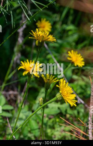 I fiori di falco con orecchie di topo di colore giallo sono alti contro l'area boschiva verde che prospera sotto il sole caldo durante la tarda primavera o l'inizio dell'estate Foto Stock
