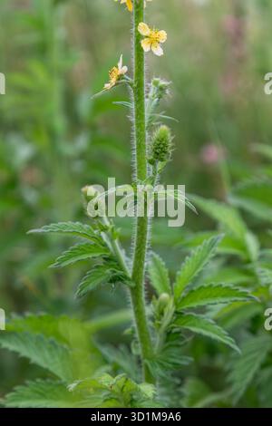 Common Agrimony presenta alti gambi verdi con fiori gialli in fiore circondati da lussureggianti foglie che ne mostrano la crescita in un ambiente naturale. Foto Stock