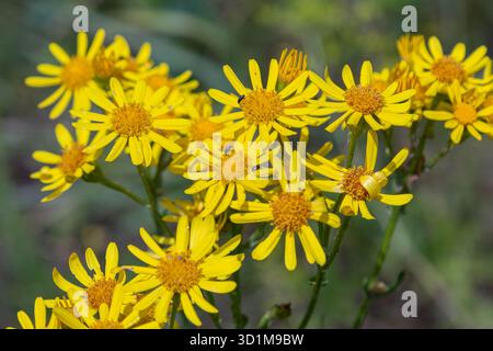 La Jacobaea vulgaris comunemente nota come ragwort prospera durante la tarda estate con fiori gialli luminosi che attirano vari impollinatori in un ambiente soleggiato Foto Stock