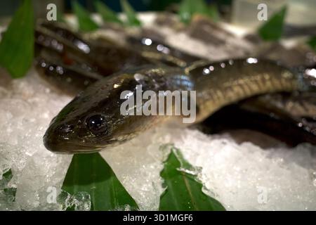 Primo piano della testa di serpente a strisce, dei pesci di serpente o della Channa striata, sul ghiaccio nel supermercato di Yogyakarta, Indonesia. Foto Stock