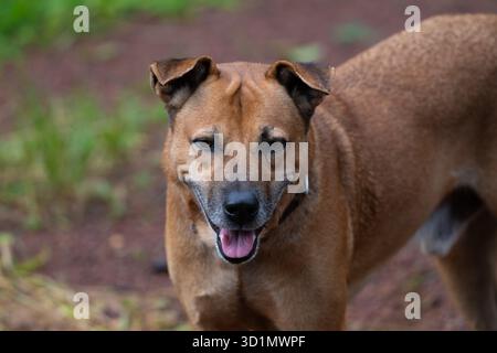 Primo piano di un cane con pelliccia marrone e un bel viso che fissa la fotocamera mentre posa all'aperto per terra. Foto Stock