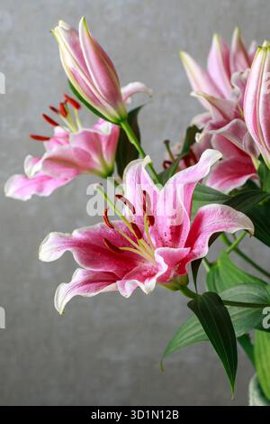 Fiori di giglio rosa e rosso, copia spazio Foto Stock